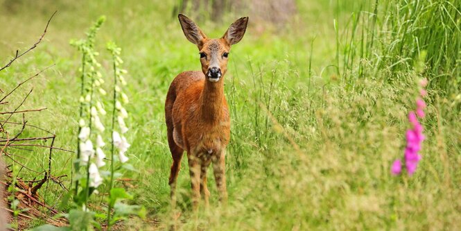 Ricke steht auf einer Waldwiese im Sommer