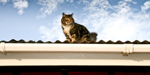 Eine Katze sitzt auf einem Blechdach.