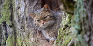 Eine Wildkatze auf einem Baum