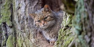 Eine Wildkatze auf einem Baum