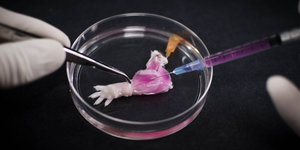 Künstliche Rattenpfote in einer Petrischale