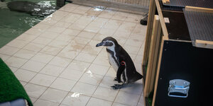 Ein Pinguin verlässt seine Transportkiste.