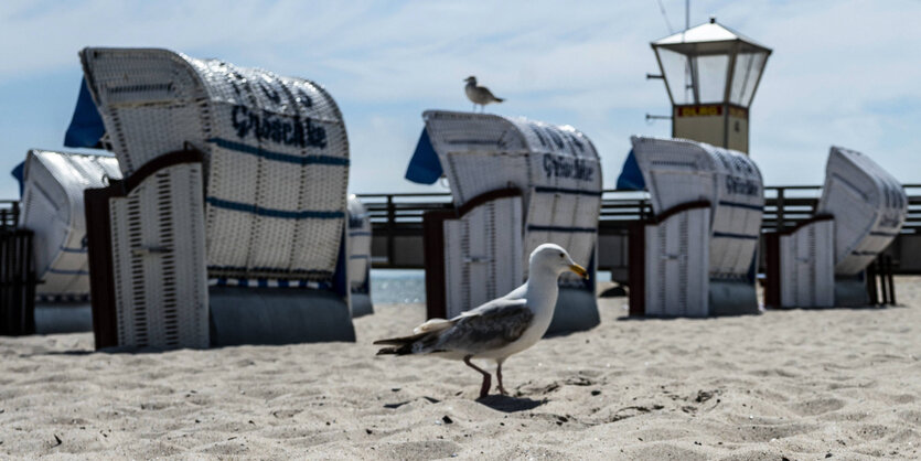 Leere Strandkörbe un dMöwen an einem Strand.