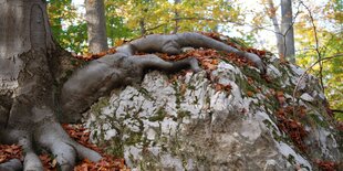 Eine dicke Wurzel legt sich über einen Felsen