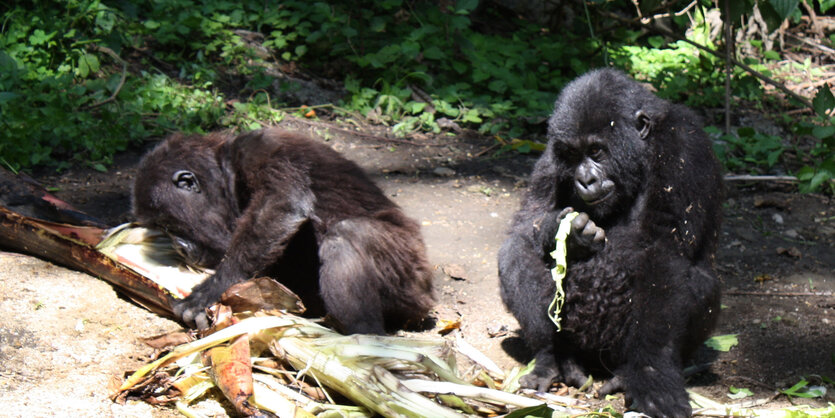 Gorillas