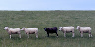 Ein schwarzes Schaf steht in der Mitte weißer Schafe am Nordseedeich bei Westerdeichstrich.
