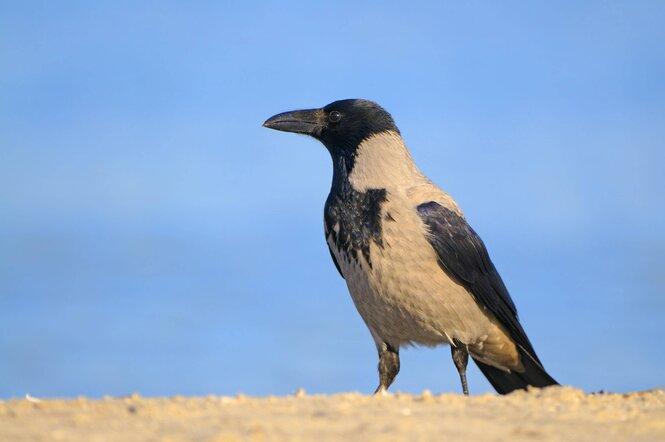 eine Krähe steht am Strand