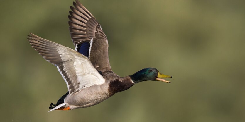 Eine Ente fliegt