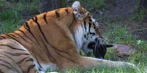 Tiger Boris frisst einen Ziegenkopf