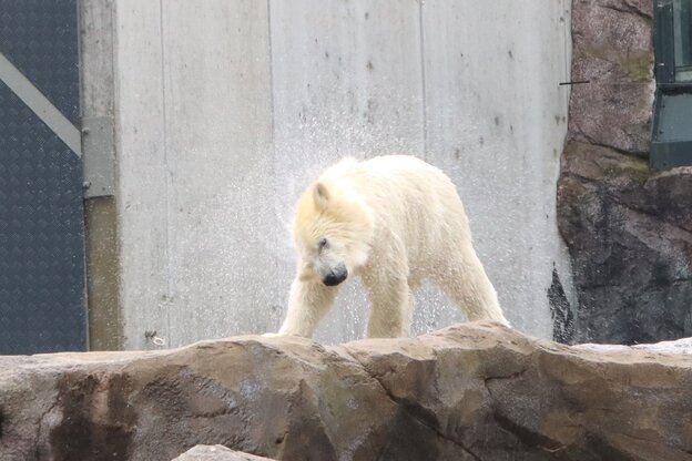 Ein Eisbär im Wiener Tiergarten Schönbrunn