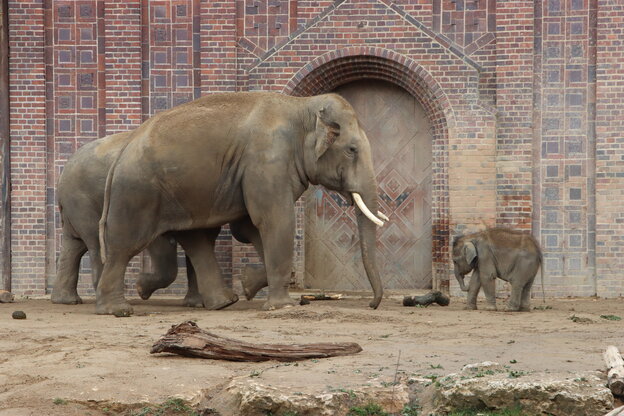 Die Elefanten des Leipziger Zoos in ihrem Tempel