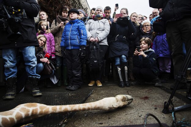 Die getötete Giraffe Marius vor einer dänischen Besuchergruppe