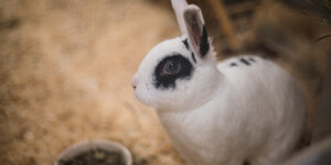 Ein weises Kaninchen mit einem schwarzen Fleck ums Auge