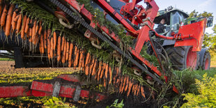 Ein Landwirt erntet Bio-Möhren auf einem Feld im Landkreis Hildesheim