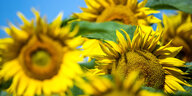 Mecklenburg-Vorpommern, Finkenthal: Sonnenblumen blühen auf einem der Felder des Erzeugerzusammenschlusses Fürstenhof. Auf knapp 700 Hektar werden Sonnenblumen für den Bio-Eierproduzenten angebaut.