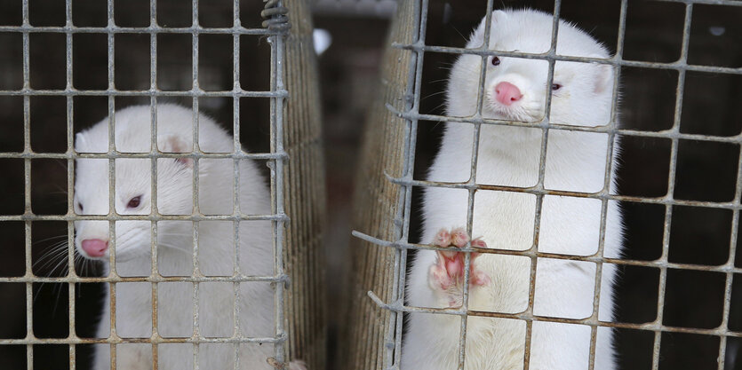 Zwei Nerze schauen aus ihren Käfigen auf einer Pelzfarm nordöstlich von Minsk.