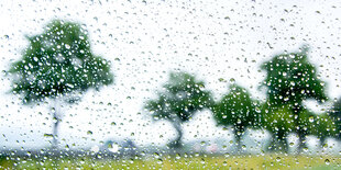 Eine Landschaft mit Bäumen und Raps im Regen