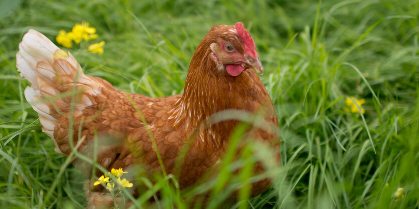 Ein Huhn im Gras