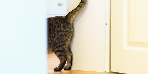 Eine Katze steht in einem Türrahmen