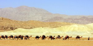Kamelkaravane in einer Wüste in Afghanistan