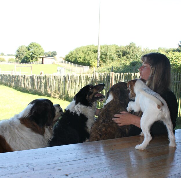 Eine Frau liebkost ihre Hunde Eine Frau liebkost ihre Hunde