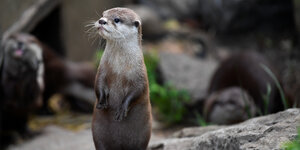 Ein junger Otter im Zoo.