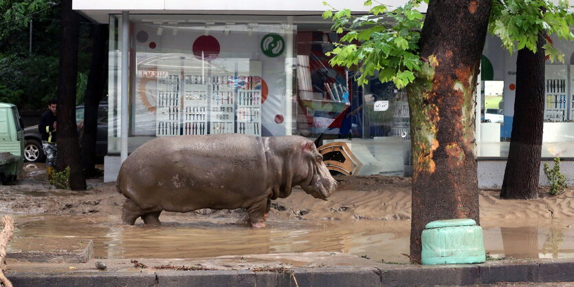 Ein geflüchtetes Nilpferd in der Innenstadt von Tiflis