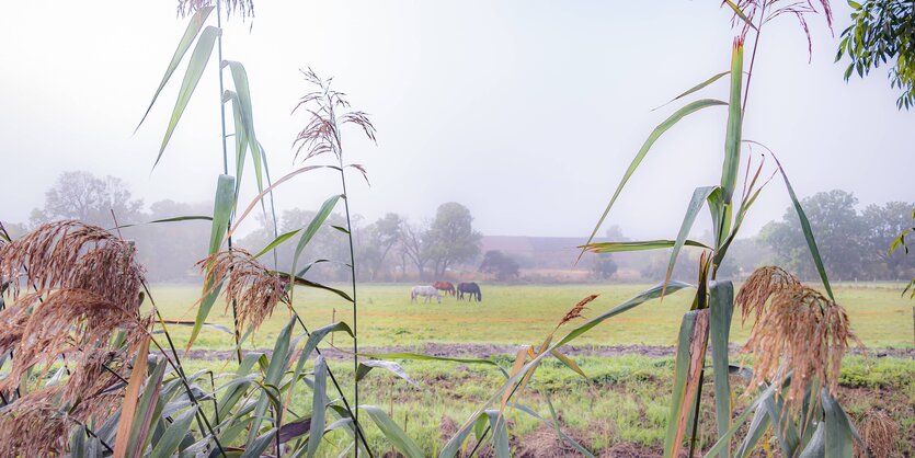 Pferdekoppel in Morgennebel