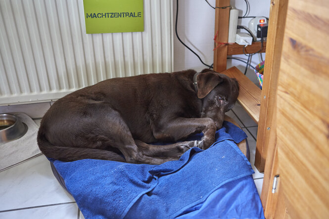 Ein HUnd liegt auf einer blauen decke und schläft