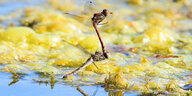 Ein sich paarendes Libellenpärchen schwebt über der Wasseroberfläche eines Teiches
