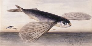 Die fliegenden Fische des Malers Eduard Hildebrandt