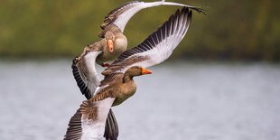 Zwei fliegende Graugänse