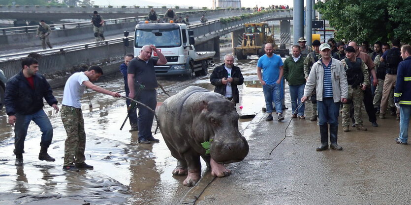 Ein Nilpferd steht auf der Straße umringt von Männern