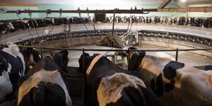 Kühe stehen bereit zum Melken in einem Rondell