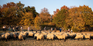 Eine Schafherde im Park, viele Spaziergänger gehen dahinter vorbei