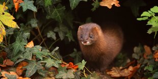 IEin Nerz umgeben von herbstlichen Blättern