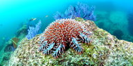 Ein Dornenkronenseestern auf einem Korallenriff
