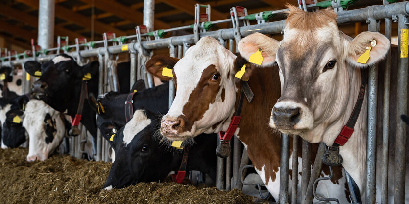 Milchkühe im modernen Stall fressen Silage