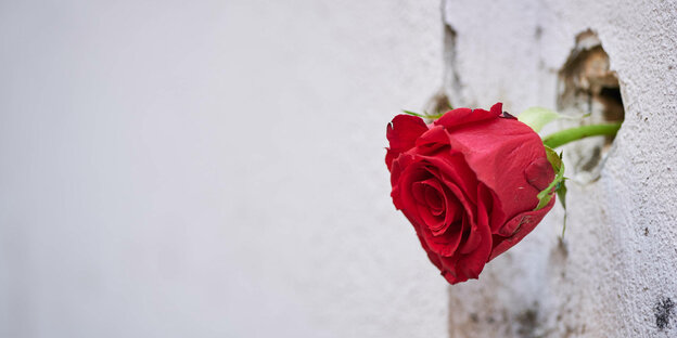 Zum Gedenken an den Terroranschlag vom 02.11.2020 steckt eine rote Rose im Einschussloch an der Hauswand in Wien.
