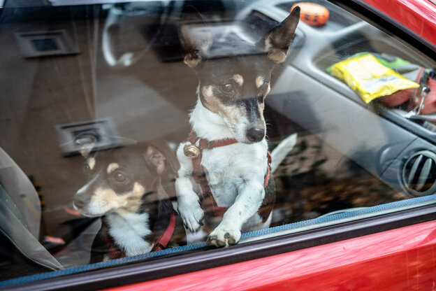 Zwei Hunde schauen aus dem Fenster eines roten Autos Zwei Hunde schauen aus dem Fenster eines roten Autos