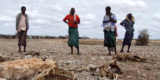 Somalische Hirten, die ihren gesamten Viehbestand wegen anhaltender Trockenheit verloren haben, stehen neben den Kadavern der Tiere. Vier von fünf Naturkatastrophen sind nach einer Studie des Roten Kreuzes in den vergangenen zehn Jahren auf extremes Wette