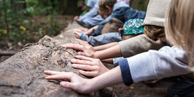 Grundschüler*innen fassen an einen Baumstamm im Wald