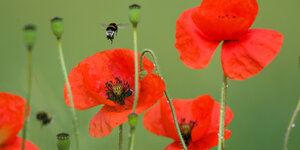 Eine Hummel fliegt auf eine Mohnblüte zu, in der eine andere bereits gelandet ist