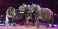 München: Jana Mandana Lacey-Krone tritt mit ihren Elefanten im Circus Krone bei der Premiere des dritten Winterprogramms 2016 auf - ganz links die afrikanische Elefantenkuh Mala.