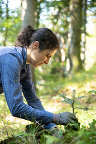 Eine Freiwillige, die einen Baum pflanzt