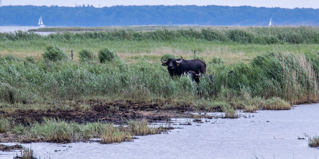 Ein Wasserbüffel steht inmitten einer Feld-Wasser-Landschaft