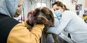 Tierärztin behandelt einen Hund in ihrer mobilen Praxis