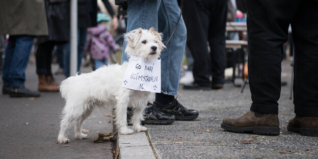 Ein kleiner Schoßhund bei einer Demo. Um den Hals trägt er einen Zettel, auf dem steht: "Go away Heimstaden"