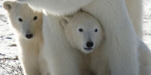 Eine Eisbaerin und ihre Jungen, aufgenommen am 6. November 2007 an der Kueste der Hudson Bay nahe Churchill, Kanada. Die Zahl der Eisbaeren nimmt wegen der Erderwaermung noch staerker ab als bisher vermutet, wie der WWF am Mittwoch, 22. Juli 2009, in Fran
