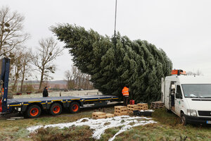 Ein großer Tannenbaum wird auf einen LKW verladen